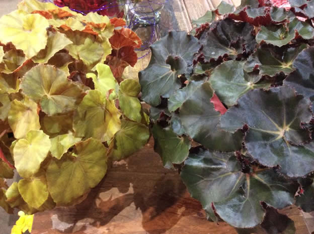 Expoflora 2019 mostra a tendência da floricultura nacional