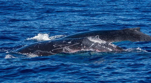Passeios turísticos para avistar baleias jubartes já começaram no Espírito Santo