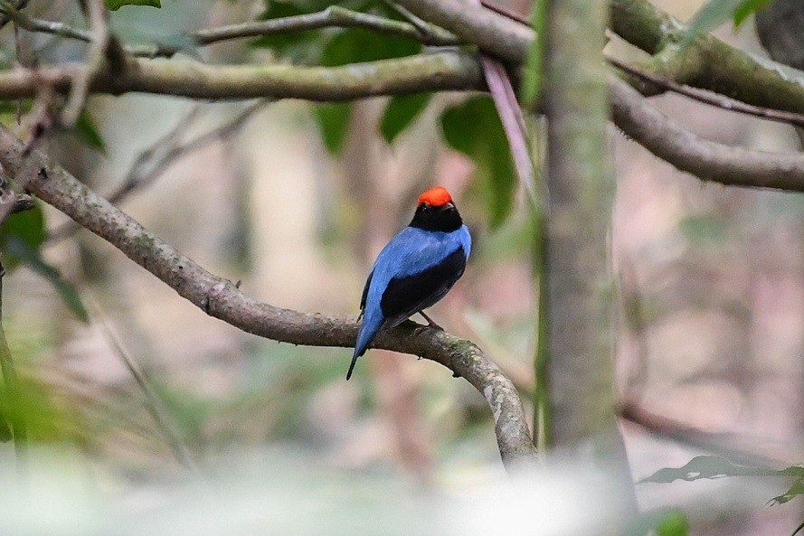 Festival põe Guapimirim no mapa de observação de aves